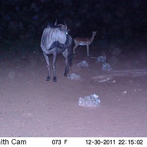 Trail Camera Namibia