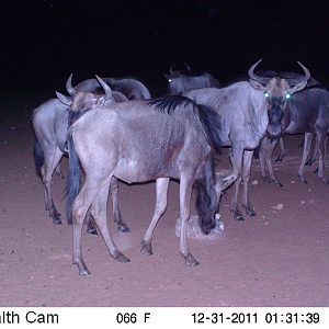 Trail Camera Namibia