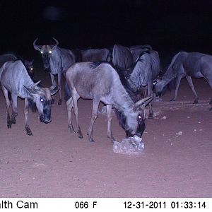 Trail Camera Namibia