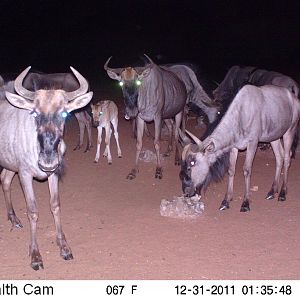 Trail Camera Namibia