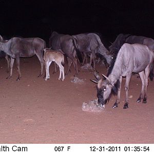 Trail Camera Namibia