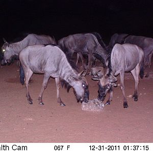 Trail Camera Namibia