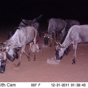 Trail Camera Namibia