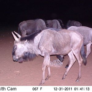 Trail Camera Namibia