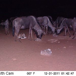 Trail Camera Namibia