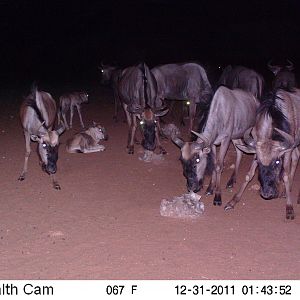 Trail Camera Namibia