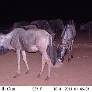 Trail Camera Namibia