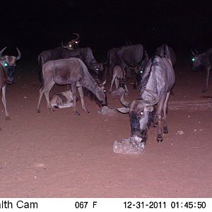 Trail Camera Namibia