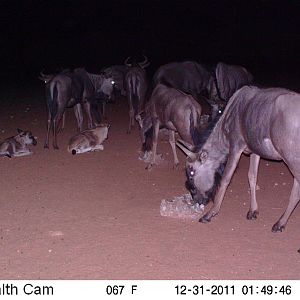 Trail Camera Namibia