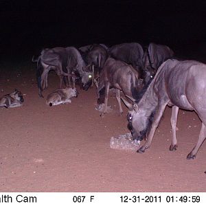 Trail Camera Namibia