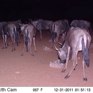 Trail Camera Namibia