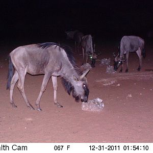 Trail Camera Namibia