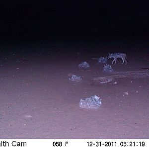 Trail Camera Namibia