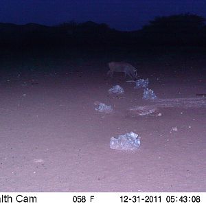 Trail Camera Namibia