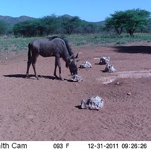 Trail Camera Namibia