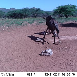 Trail Camera Namibia