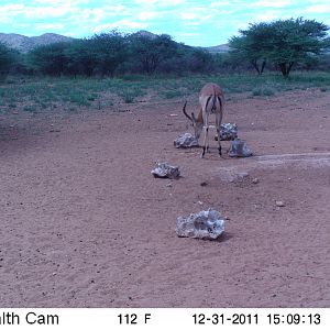 Trail Camera Namibia