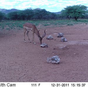 Trail Camera Namibia