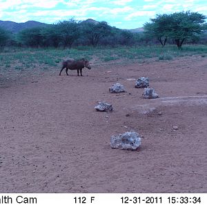 Trail Camera Namibia