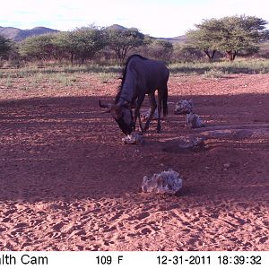 Trail Camera Namibia