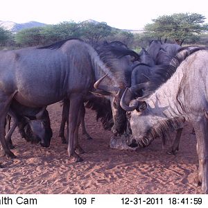 Trail Camera Namibia