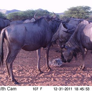 Trail Camera Namibia