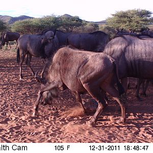 Trail Camera Namibia