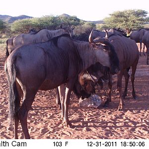 Trail Camera Namibia