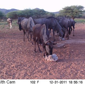 Trail Camera Namibia