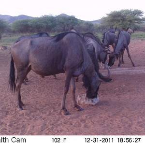 Trail Camera Namibia