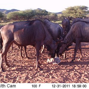 Trail Camera Namibia