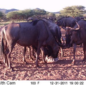 Trail Camera Namibia