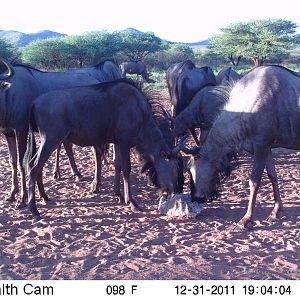 Trail Camera Namibia