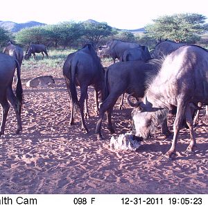 Trail Camera Namibia