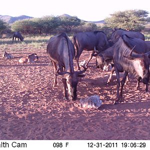 Trail Camera Namibia