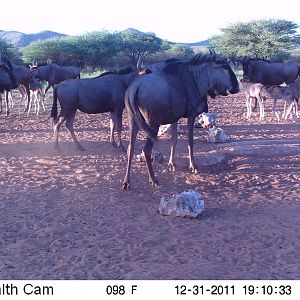 Trail Camera Namibia