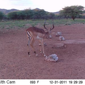 Trail Camera Namibia