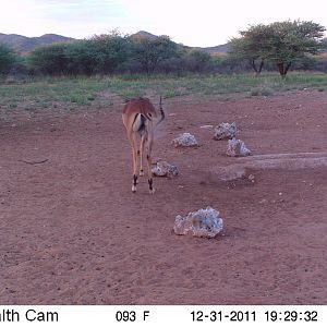 Trail Camera Namibia