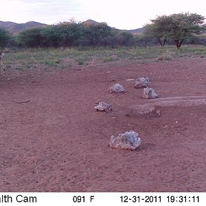 Trail Camera Namibia