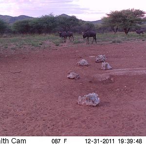 Trail Camera Namibia