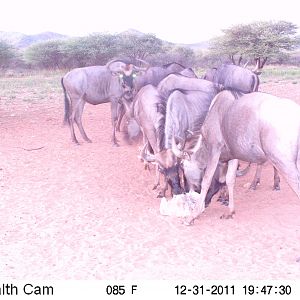 Trail Camera Namibia