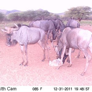 Trail Camera Namibia