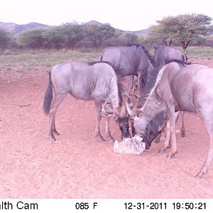 Trail Camera Namibia