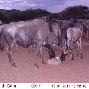 Trail Camera Namibia