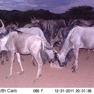 Trail Camera Namibia