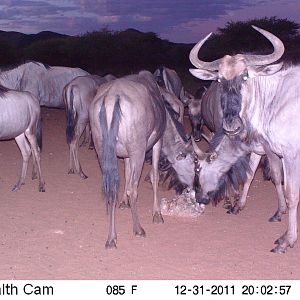 Trail Camera Namibia