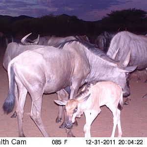 Trail Camera Namibia