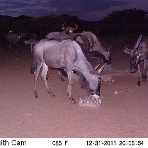 Trail Camera Namibia