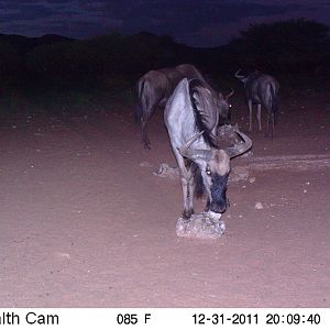 Trail Camera Namibia