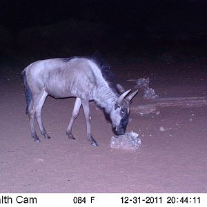 Trail Camera Namibia